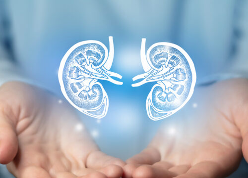 Digital image of kidneys